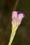 Bristleleaf chaffhead